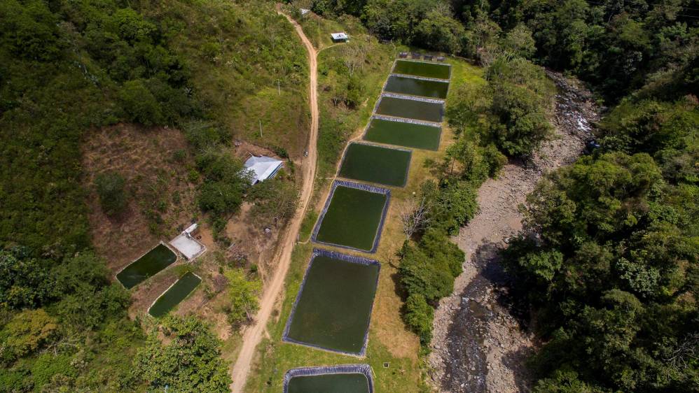 El propósito a futuro de esta propuesta piscícola es llegar a tener 60.000 peces en los 10 estanques grandes. Foto : Camilo Suárez
