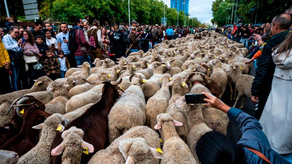 Con la marcha de las ovejas se busca generar conciencia sobre la lucha contra el cambio climático, defendiendo además el uso de las antiguas vías pecuarias y los derechos migratorios. Foto Getty