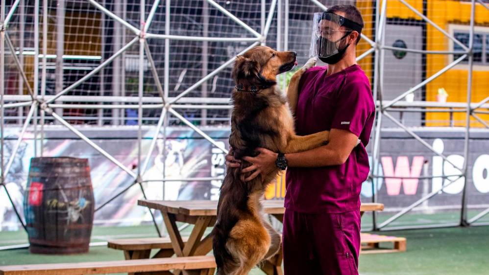Con una inversión de 139 millones, la Secretaría de Medio Ambiente logró disponer y cuidar de los perros en el Centro de Bienestar la Perla, los cuales son adiestrados para estas terapias. Fotos: Manuel Saldarriaga