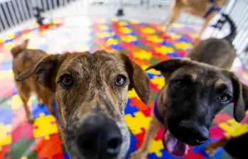 Más de 90 condenas en un año por maltrato animal en Colombia: incluyen casos de violencia sexual y muertes