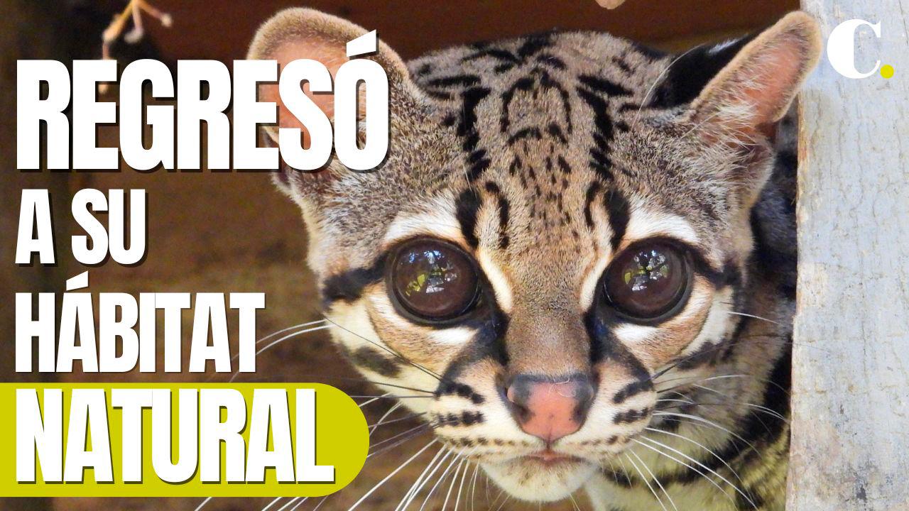 Tigrillo que creció en cautiverio volvió a su hábitat natural