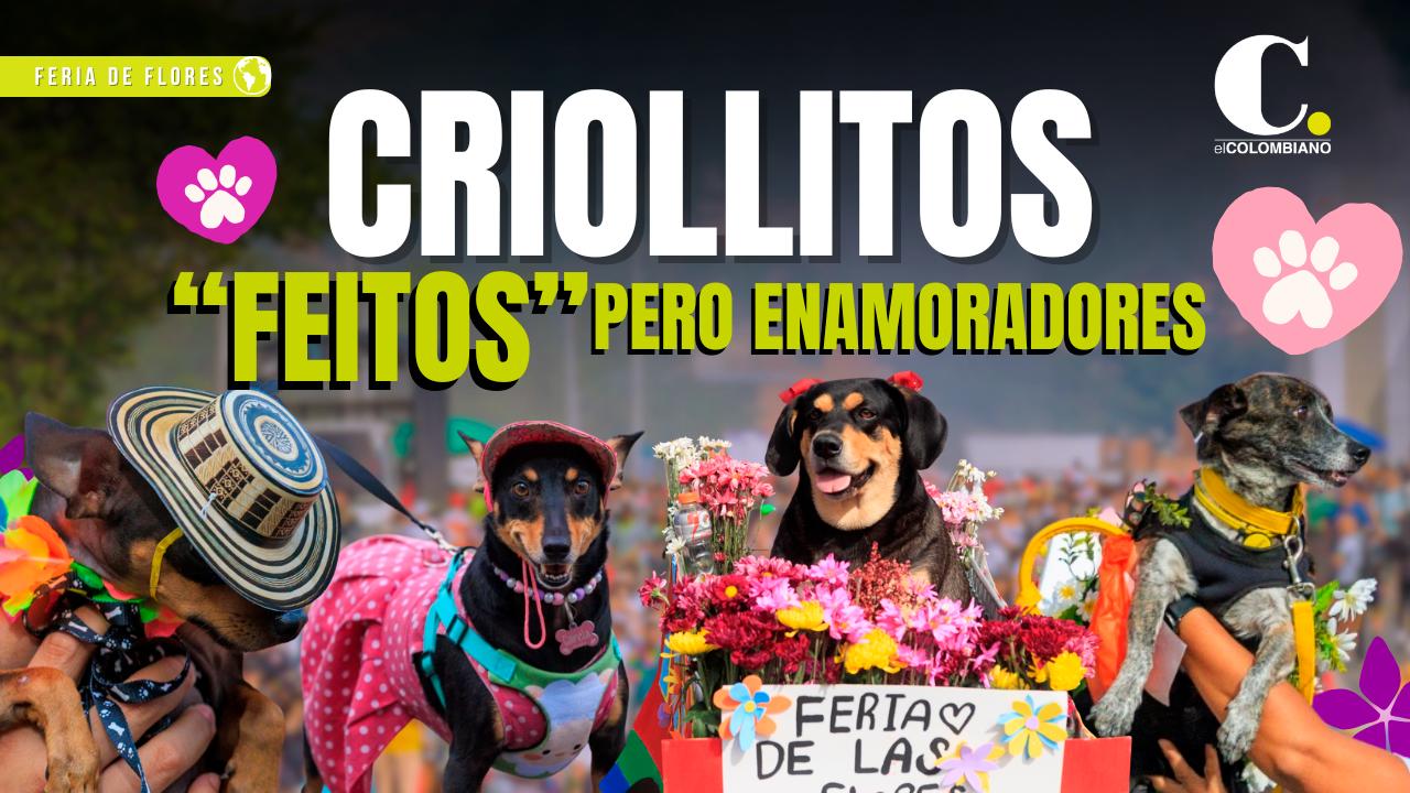 Criollitos, “feitos” pero enamoradores