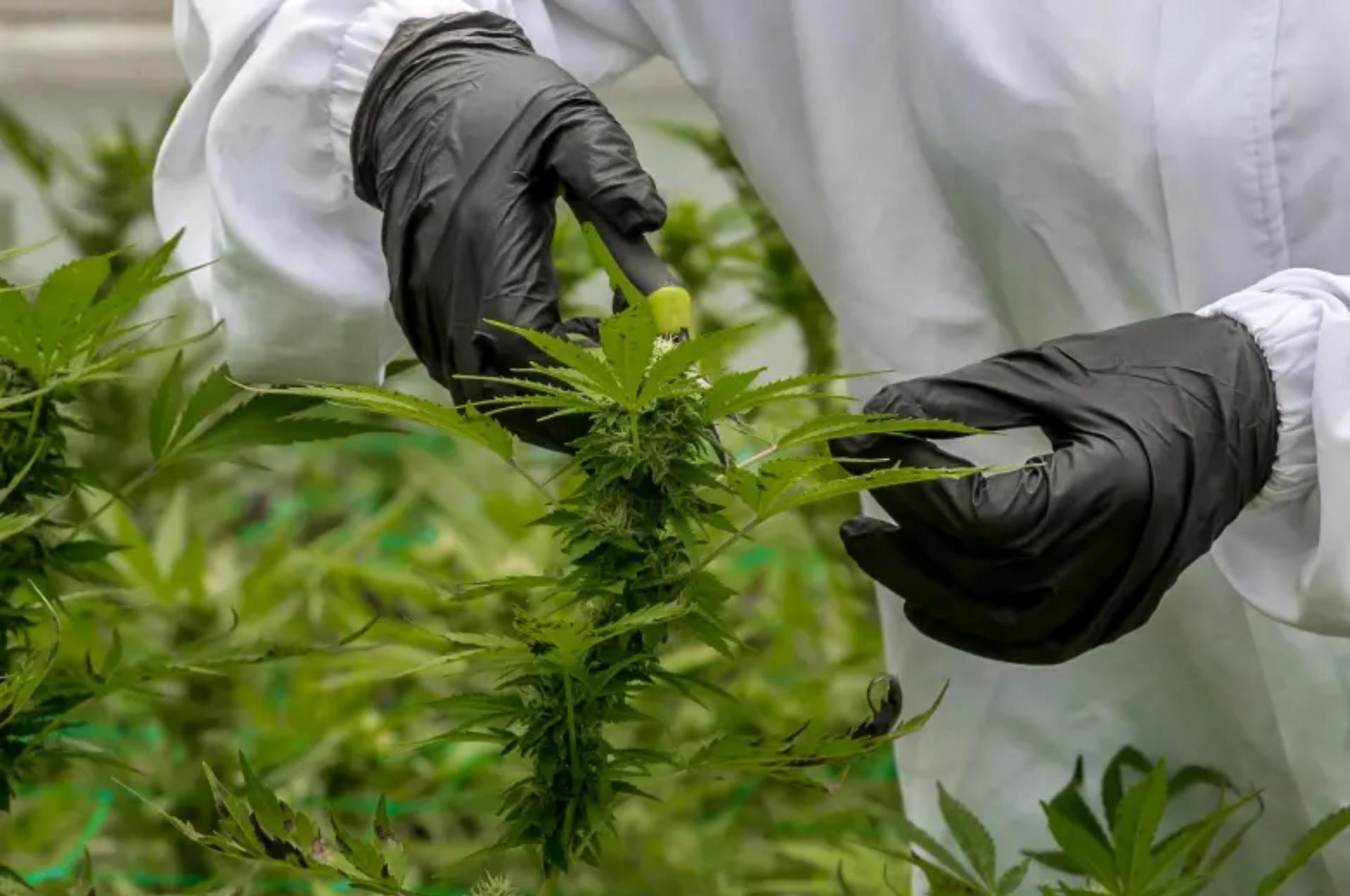 Avanza el nuevo intento por legalizar el cannabis de uso adulto en Colombia: se aprobó en primer debate