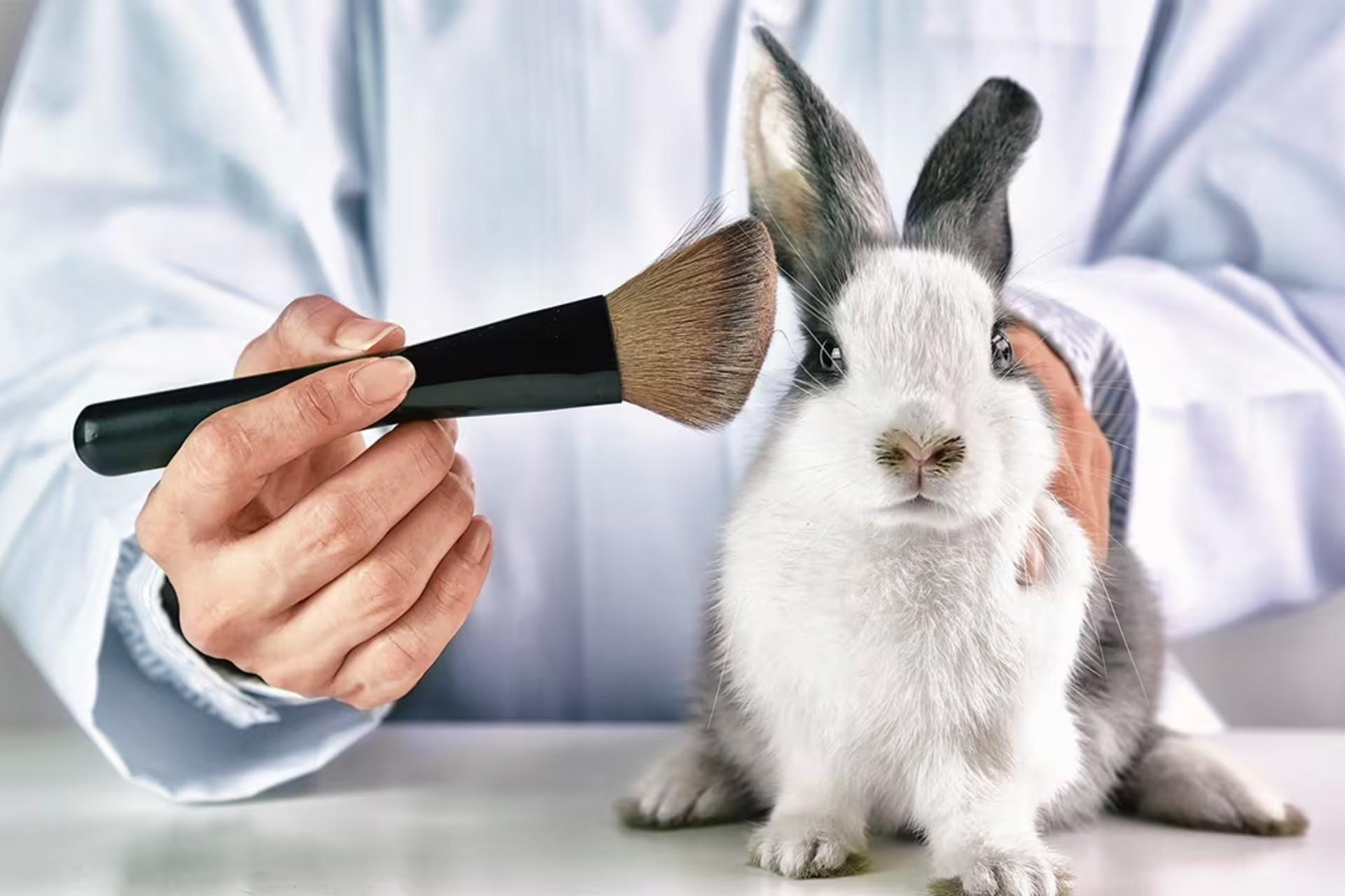 Lista la prohibición: Colombia endurece reglas para la comercialización de cosméticos testeados en animales