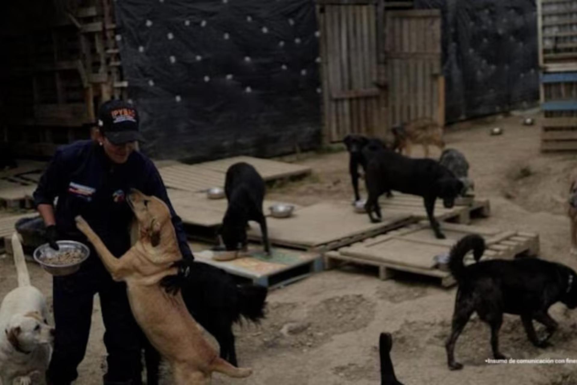Rescataron más de 300 perros hacinados, sin comida y en condiciones precarias en una casa en Cundinamarca