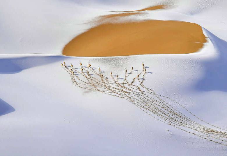Las fotos ganadoras del Wildlife Photographer Of The Year