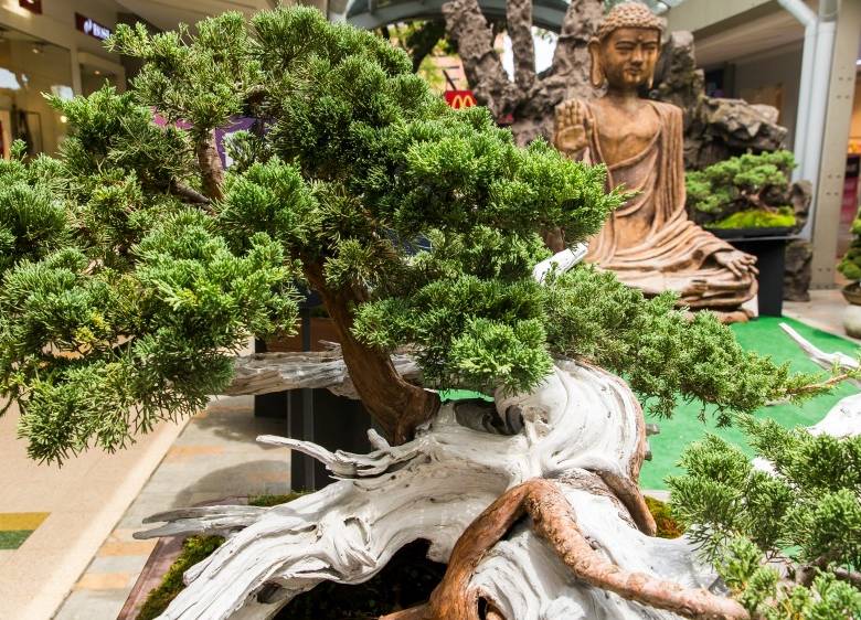 Bonsáis: 20 años luciendo sus formas