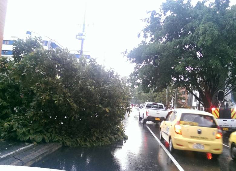 8 incidentes con árboles caídos se presentaron en la ciudad. FOTO Cortesía Ricardo Monsalve