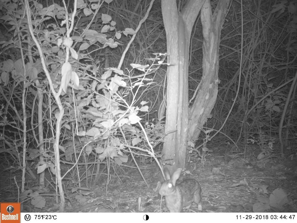 Las cámaras trampa permiten ver sus recorridos nocturnos. FOTOS CORTESÍA PARQUES NATURALES