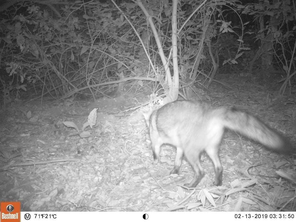 A partir del año 2020, el Parque Nacional Natural Tayrona disfrutará de tres cierres, programados para 1 al 15 de febrero, 1 al 15 de junio y del 19 de octubre al 2 de noviembre. FOTOS CORTESÍA PARQUES NATURALES