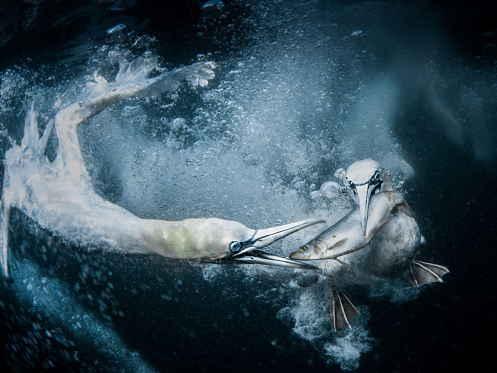 Ganador subcategoría Naturaleza y Vida salvaje, Título: ‘Underwater Gannets’. Autor: Tracey Lund (Reino Unido). Foto Sony World Photography Awards 2019