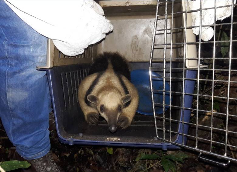 Momento de la liberación del oso hormiguero. Foto CVC