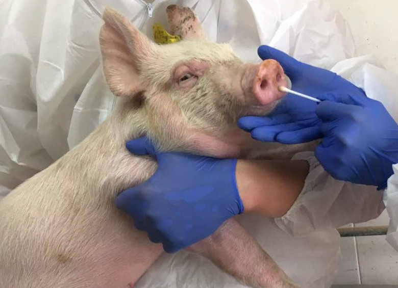 En los hisopos nasales de más de 30.000 cerdos chinos, durante siete años, encontraron un aumento en un virus de la gripe aviar que ha intercambiado genes de varias cepas. FOTO HONGLEI SUN J. (Autor del estudio)