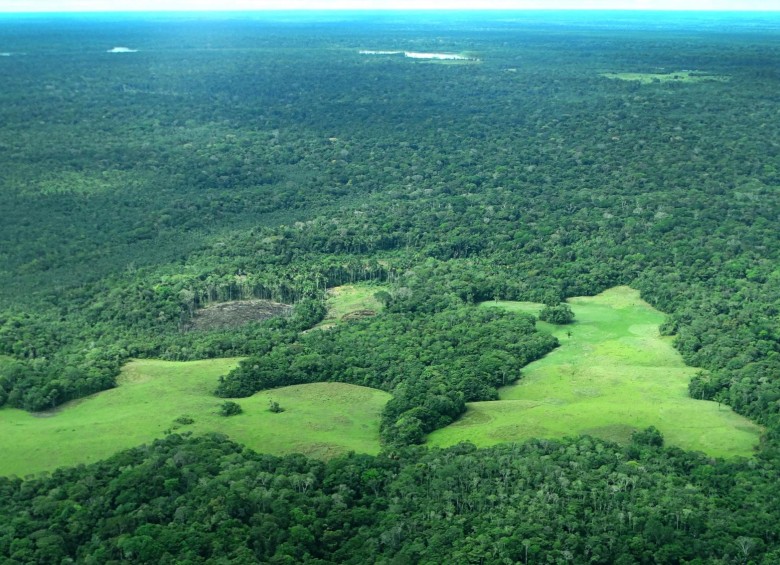 Desde la salida de las Farc en algunas zonas aumentó la deforestación, como en Caquetá, dicen desde la Fundación Natura. Con la plataforma se busca reducir la tala. FOTO CORTESÍA U. Murcia