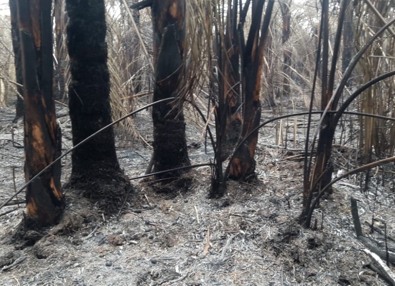 Incendio en el Parque Nacional Natural Los Katios. FOTO: PARQUES NACIONALES