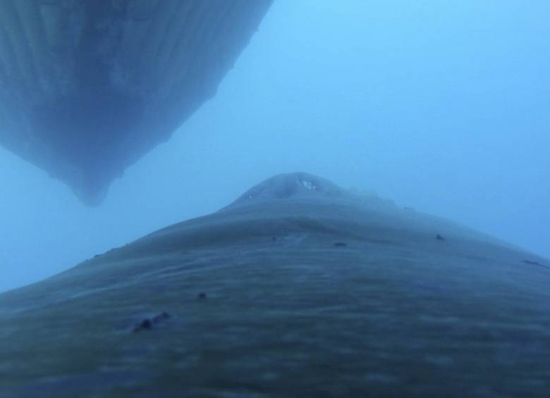 Estudian ballenas a través de cámaras en sus lomos