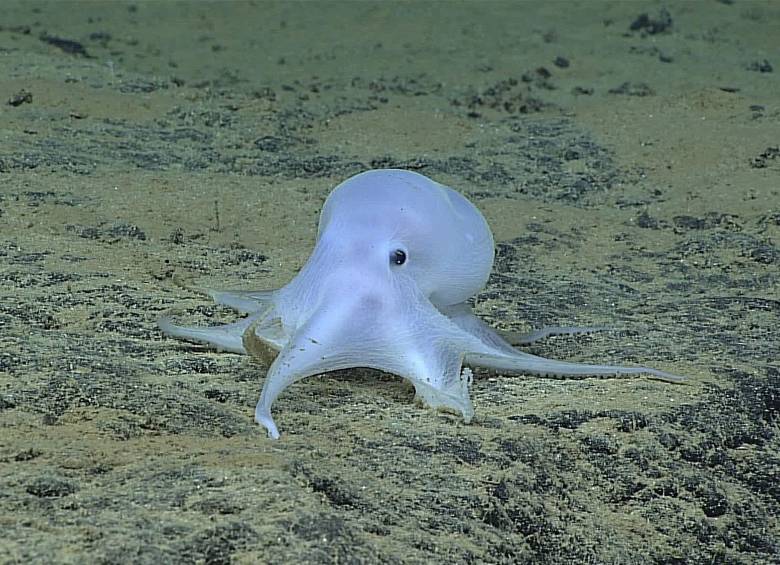 El pulpo fue descubierto durante una operación de reconocimiento del suelo marino. FOTO Cortesía de la Administración Nacional Oceánica y Atmosférica (NOAA)