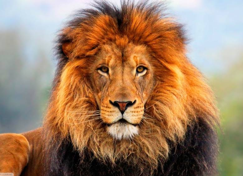 En algunos países se autoriza la caza controlada de leones como trofeo para los cazadores. FOTO R. Ríos