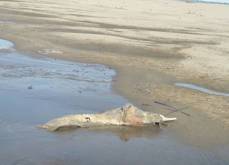 Pesca ilegal de delfines rosados en la Orinoquía para extraer su aceite