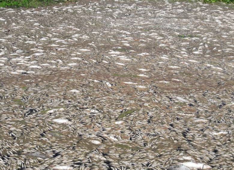 La Ciénaga Grande de Santa Marta tiene una extensión de 158 mil hectáreas y está ubicada en el Magdalena en El Retén, Sitio Nuevo y Pueblo Viejo. En la foto, la mortandad de peces. FOTO cortesía
