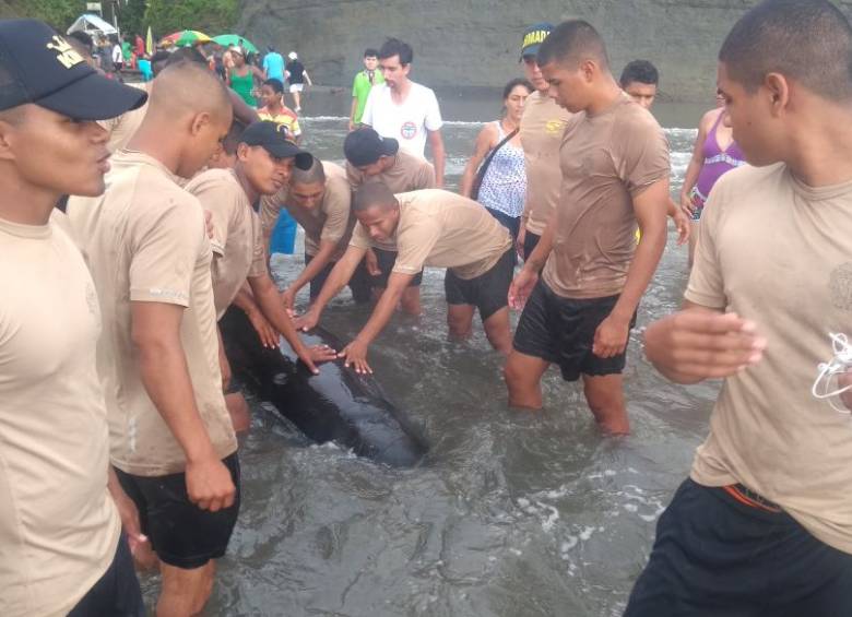 Habitantes de la zona y turistas también ayudaron para trasladar al ballenato a aguas profundas. FOTO COLPRENSA