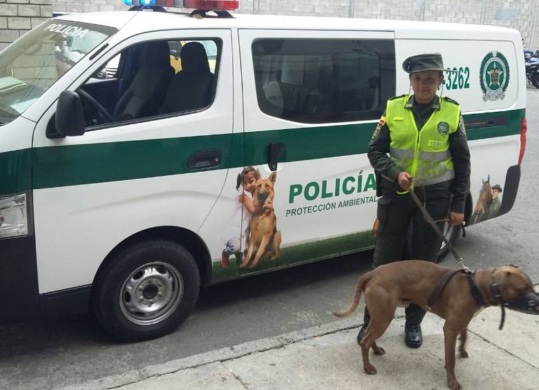 Un menor de edad de 3 años de edad, identificado como Dilan Stiven Restrepo, fue atacado por este perro de raza pitbull el pasado domingo. FOTO CORTESÍA