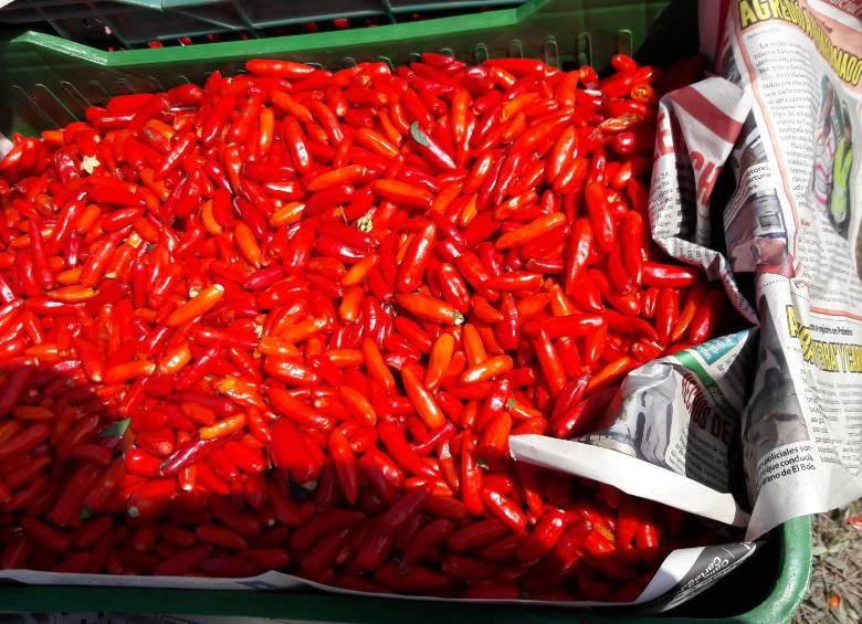 Cultivo de ají con producción limpia. 