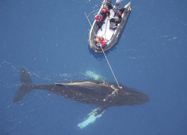 Estudian ballenas a través de cámaras en sus lomos