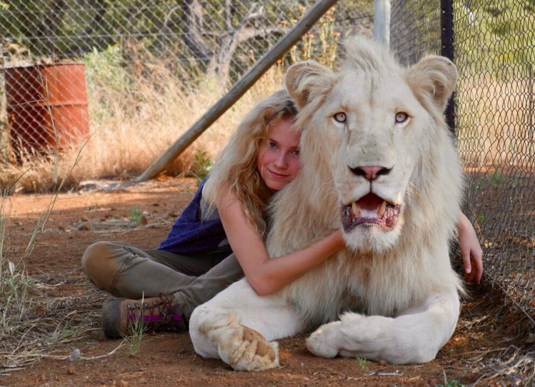 La joven actriz Daniah De Villiers convivió y entrenó con el león blanco, llamado Thor, desde que estaba cachorro. Este largometraje reflexiona sobre la protección que necesitan los animales salvajes, en especial, los que están en peligro de extinción. FOTO cortesía