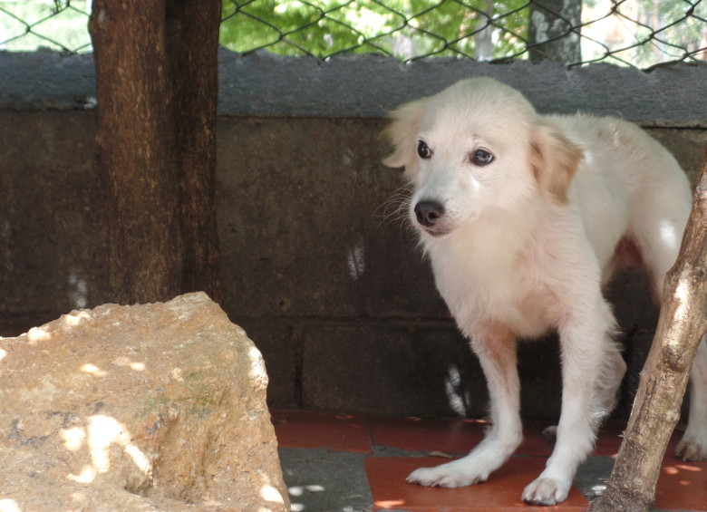 La campaña Protégelos Con tu amor busca disminuir las muertes de mascotas en episodios de estrés debido a la pólvora del mes de diciembre. FOTO: KAREN LONDOÑO