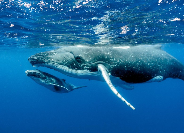 Ahora se sabe que las polifonías de las ballenas son casi exclusivas de los machos y pueden durar 10 minutos o 30 horas. FOTO sstock