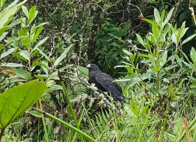 Este es el gavilán de cola corta liberado. Prosigue la práctica de mantener en cautiverio aves silvestres. FOTO Cortesía CAM