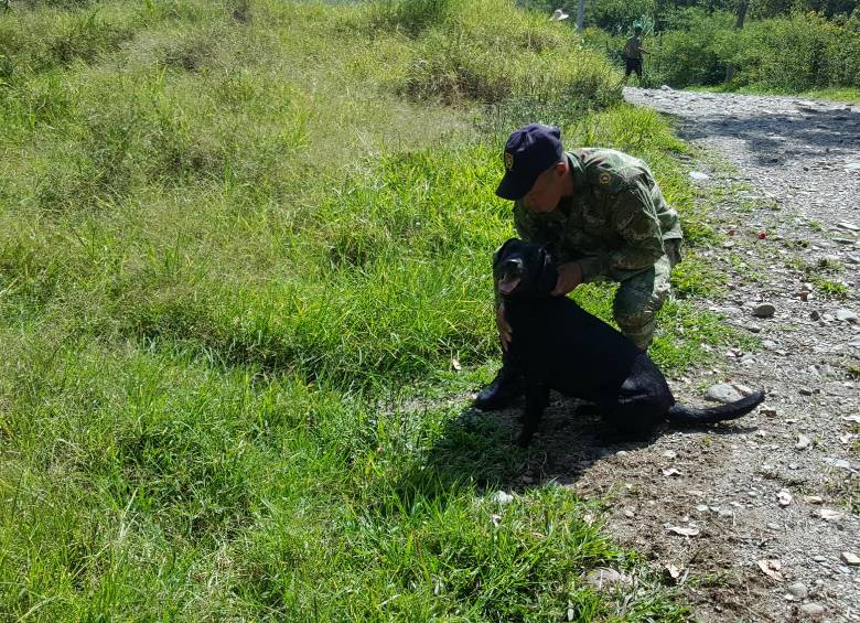 El perro, de raza labrador color negro, se encontraba con un grupo de operaciones en área rural del municipio de Suárez, departamento del Cauca, cuando sucedió el incidente. FOTO CORTESÍA