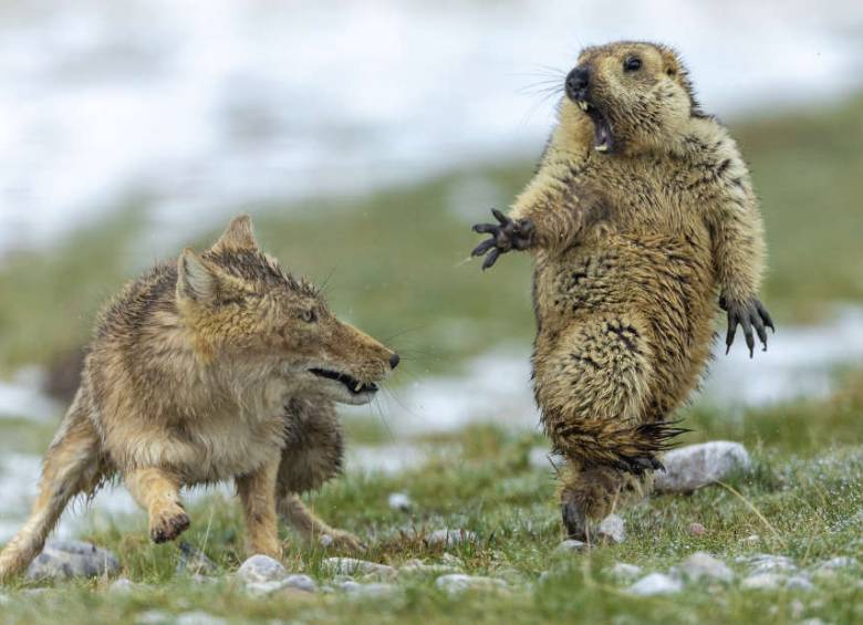 Foto ganadora del concurso Wildlife Photographer Of The Year 2019. FOTO © Yongqing Bao, China