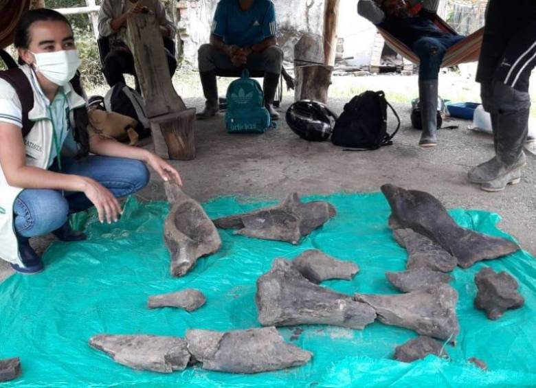 Los restos encontrados corresponden a un mastodonte proboscidio, es decir, un primo hermano de los elefantes actuales. Un animal que se extinguió hace unos 10.000 años en esta zona del norte de Suramérica. Foto: Cortesía Carder