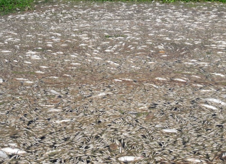 Mortandad de peces en la Ciénaga Grande de Santa Marta. Foto: Cortesía