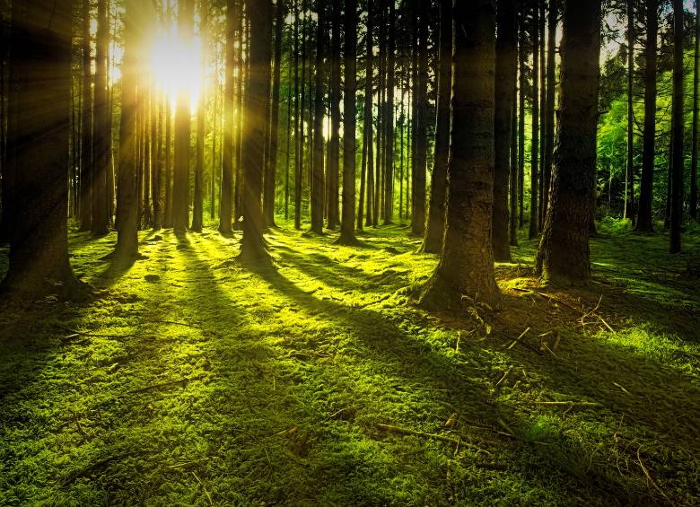 Una expansión masiva de los bosques podría ayudar a enfrentar la crisis climática. FOTO: Pixabay.