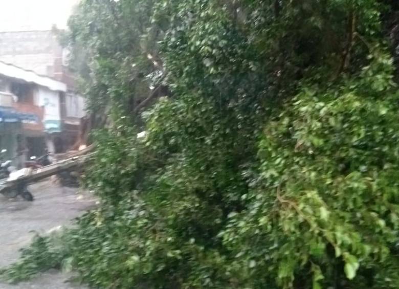 Árbol caído cerca al Éxito de la calle Colombia. FOTO CORTESÍA