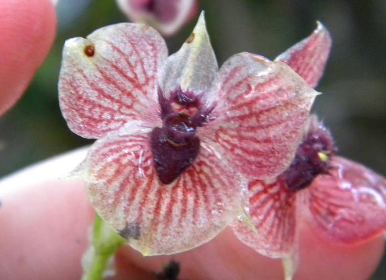 La pequeña orquídea T. diabolicus tiene un hábitat restringido. Sus características llamaron la atención de los autores que la describieron como una especie del género Telipogon. FOTO M. Kolanowska