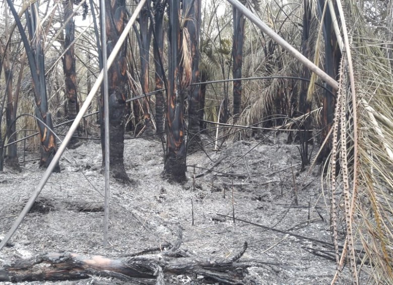 Incendio en el Parque Nacional Natural Los Katios. FOTO: PARQUES NACIONALES