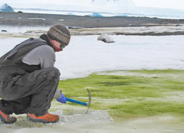 El doctor Matt Davey muestreando algas de nieve en la Isla de la Laguna, Antártida. FOTO Sarah Vincent