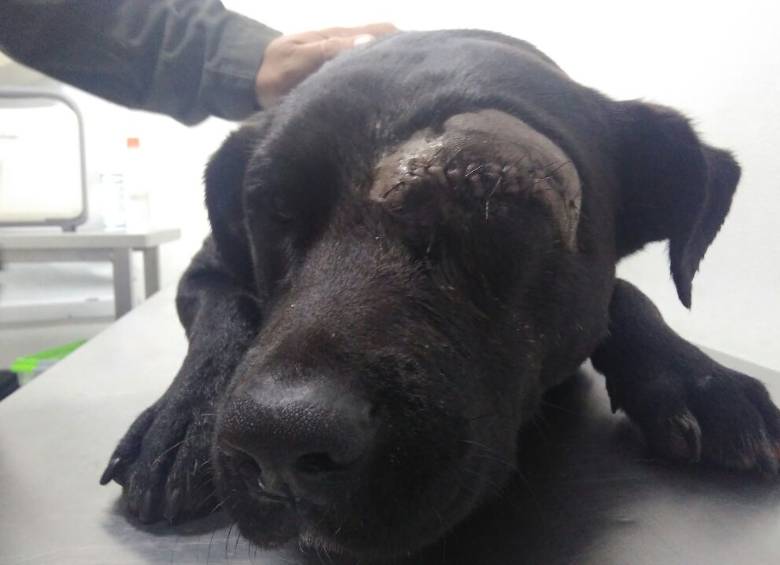 Negro fue operado en una clínica veterinaria del oriente antioqueño. Sin embargo, fue imposible salvar su ojo. FOTO CORTESÍA 
