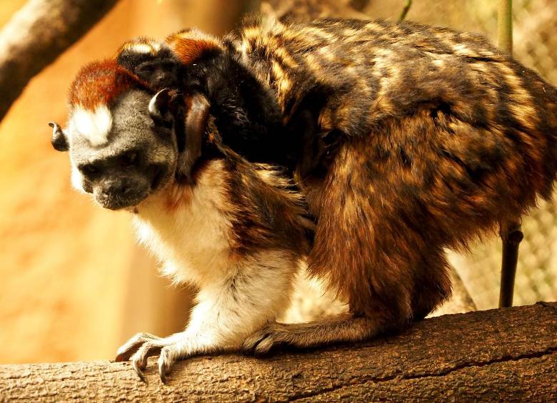 Estos monos pasan la mayor parte de su tiempo en árboles y pueden vivir hasta 13 años. FOTO cortesía zoológico santa fe