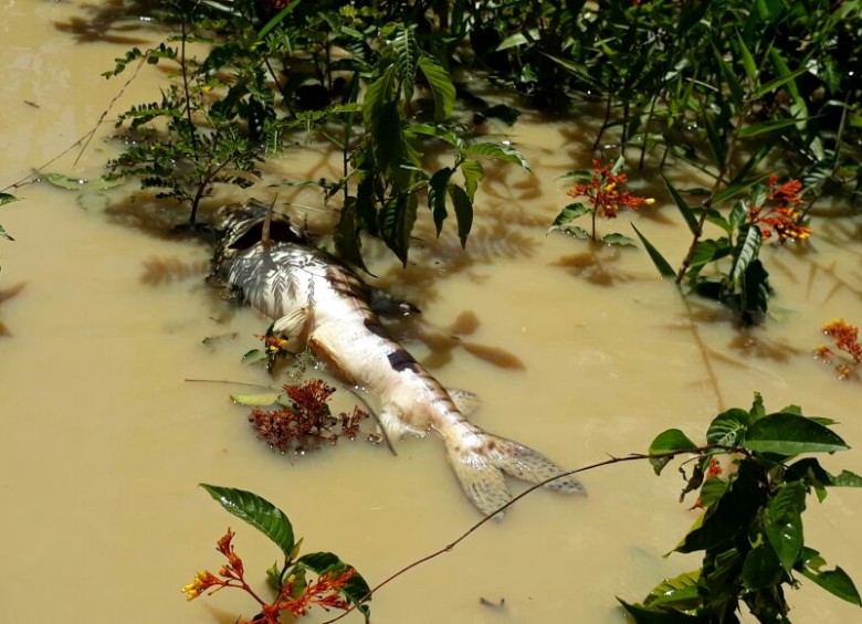 Denuncian mortandad de peces en el río Nechí