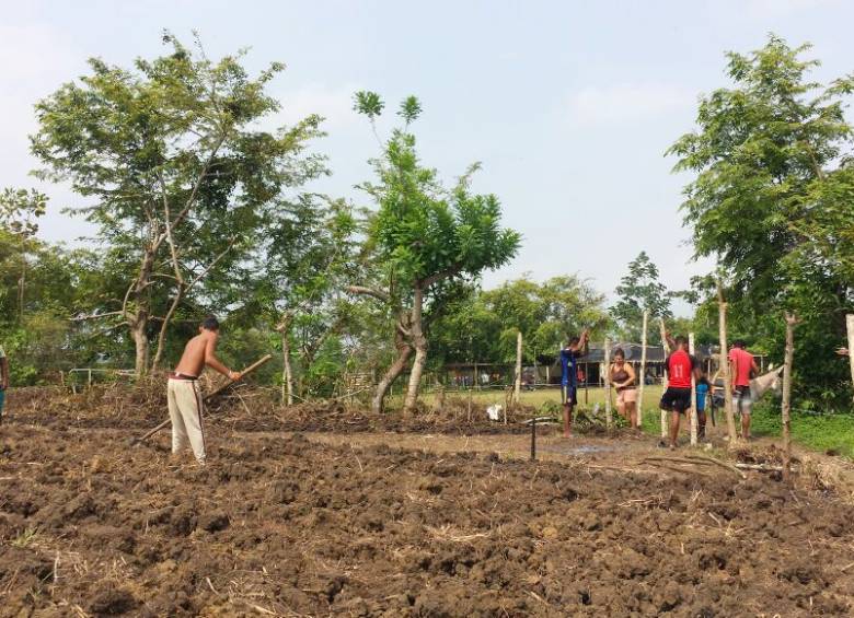 Las biches y las maduras del agro paisa para exportar