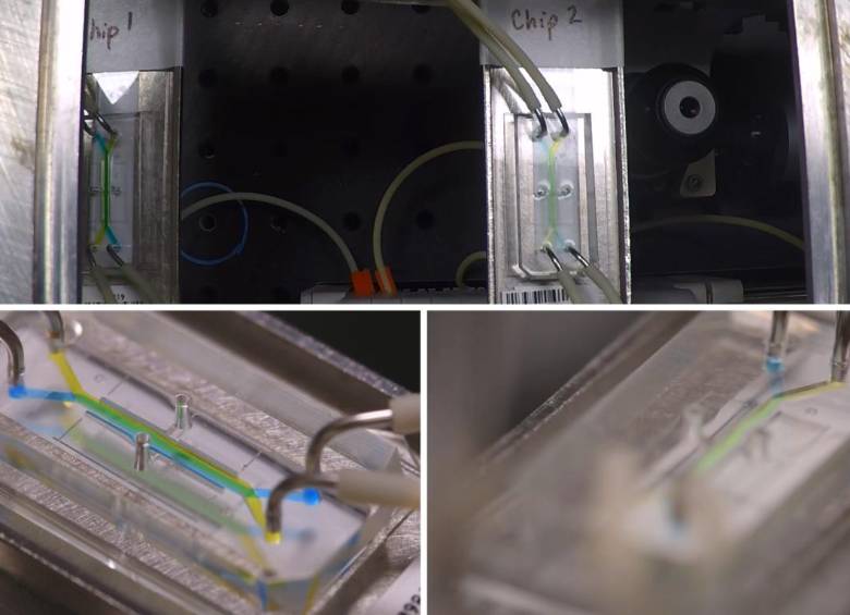 El “interrogador” puede cultivar y vincular muchos chips de órganos humanos vivos en un sistema de chips de múltiples órganos. Foto y video: Instituto Wyss de la Universidad de Harvard