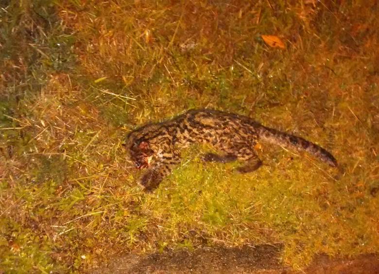 Para garantizar la conservación de la fauna, Envigado planea contar con un sistema de áreas protegidas. FOTO John Jairo Ángel
