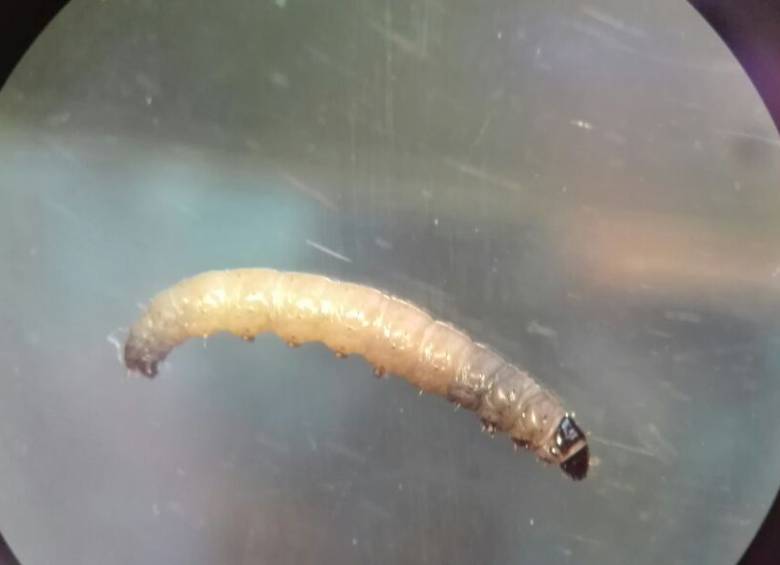 Un ejemplar de la plaga que afecta los frailejones de Las Baldías. Floto cortesía H. Moreno
