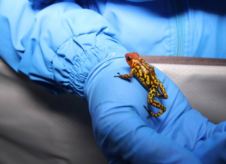 Las ranas venenosas, de las especies Oophaga lehmanni y Oophaga histrionica, fueron extraídas de los departamentos del Chocó y Valle del Cauca. FOTO COLPRENSA