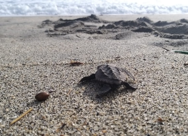 Las tortugas recorren hasta 12 kilómetros para desovar en el área protegida. FOTOS Cortesía Parques Nacionales